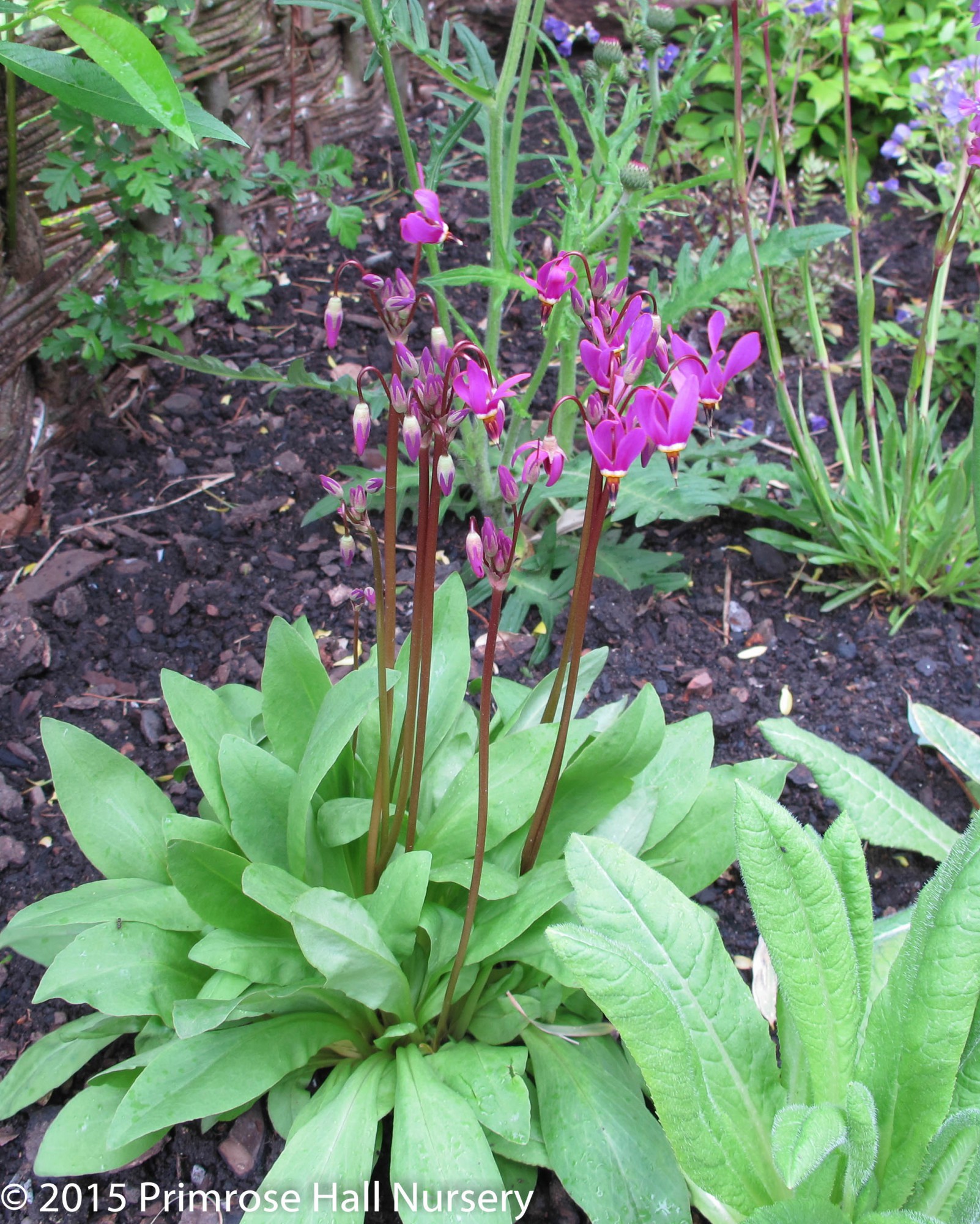 Dodecatheon meadia 'Aphrodite'